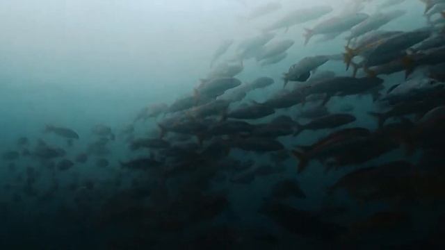 Galápagos Islands Cinematic Video смотреть онлайн