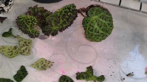 Бегория Меланобулата. укореняю фрагментами  листа.🍀🍀🍀 #комнатныерастения☘️☘️☘️