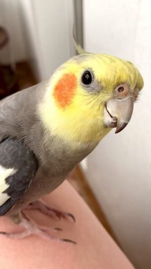 Куки куки поет