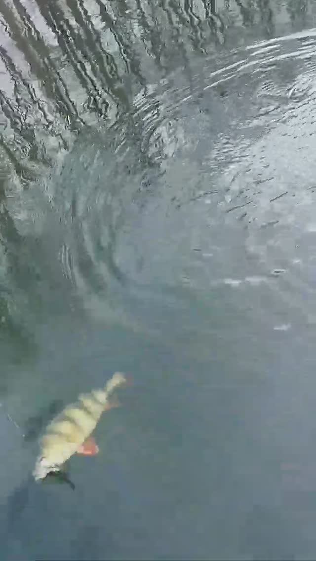 ЗДОРОВЕННЫЙ ОКУНЬ превратился в... #shorts #new #рыбалка смотреть онлайн