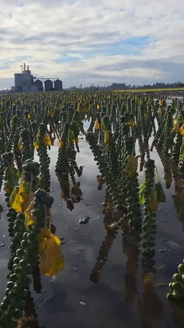 А вы знали, как выращивают брюссельскую капусту?