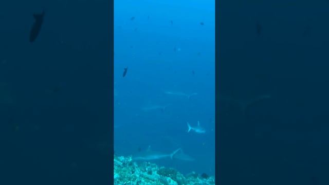 Дайвинг на Мальдивах о. Расду Рифовые акулы ноябрь 2025 смотреть онлайн