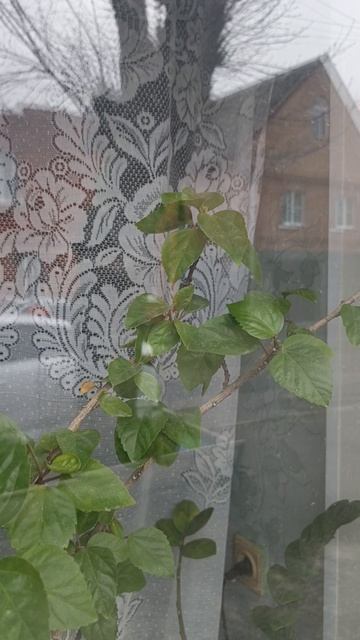 Китайская роза смотреть онлайн