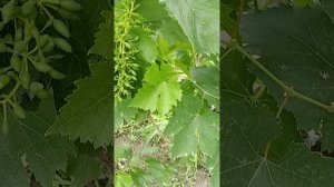 мильдью , оидиум, антракноз.