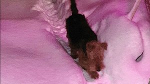 Снежная лавина-Январь-2026