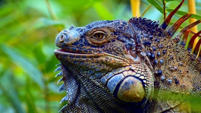 Дикая природа Великобритании HDR 8K Ultra HD Dolby Vision™ 60fps смотреть онлайн