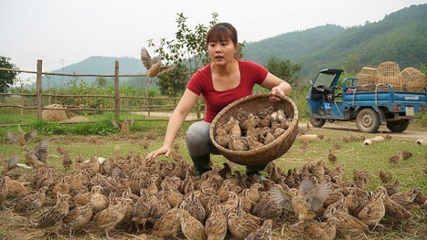 Собрала 150 перепелов и отправилась на сельский рынок, чтобы продать и купить 100 цыплят. Фуонг