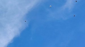 Омская область. Полёт голубей. Живой звук