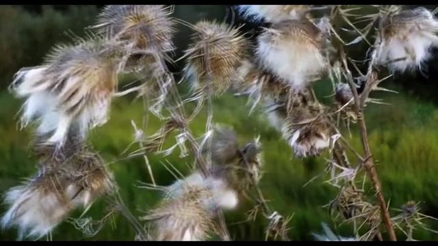 Живой гербарий 💐🌸🏵🌹🌺🌻🌼🌷