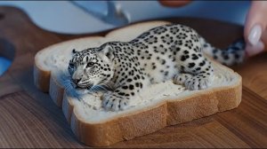 АСМР НАМАЗКА! РЕБЯТА МНЕ ЭТО НЕ НРАВИТСЯ (ЛЕГЕНДАРНАЯ ФРАЗА ОК) ЖИВОТНЫЕ НАМАЗКА КАПЕЦ РЕАКЦИЯ АААА