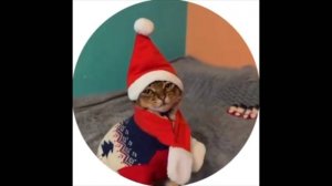 #смешныевидео -641