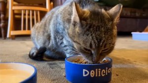 СПАСЕНИЕ БЕЗДОМНОЙ КОШКИ! ОНА БЕРЕМЕННА! РЕАКЦИЯ КОТА МАЛЫША и КОШЕЧКИ МУРКИ на ИСТОРИЮ про КОШКУ!