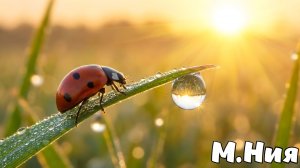 Божия Коровка — Максим Ниязов