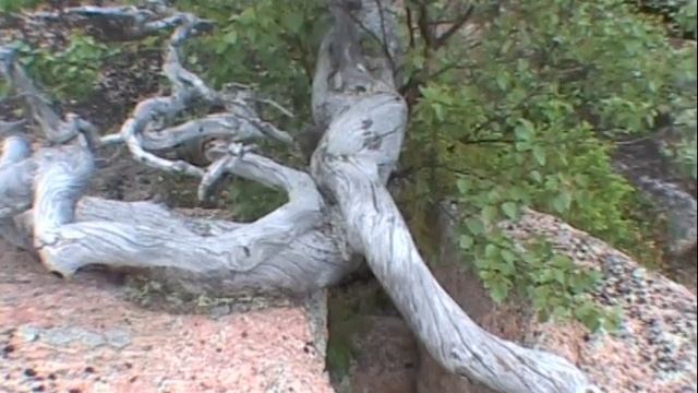 ©  "Русский. Крученые деревья на пупыре что левее"  2004 г