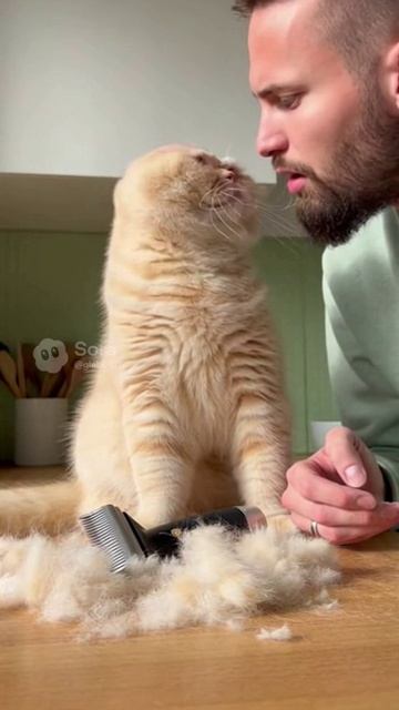 Кот побрился налысо