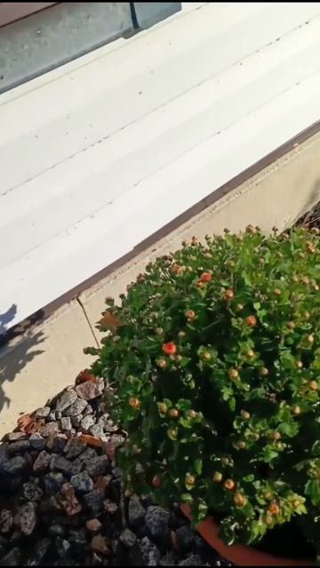 Хризантемы мультифлора