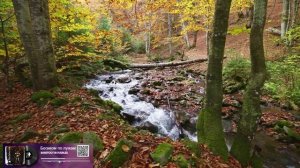 Босиком по лужам