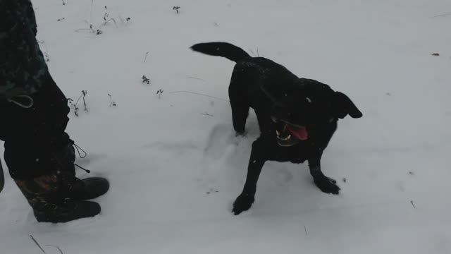 Преданный собакен смотреть онлайн