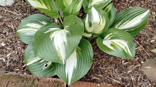 Хоста 'Голден Медоуз' и другие в нашем саду 2025 смотреть онлайн