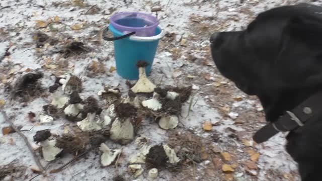 Грибы зимой смотреть онлайн