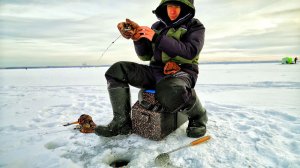 Под лунками столько рыбы...безмотылка соревнования