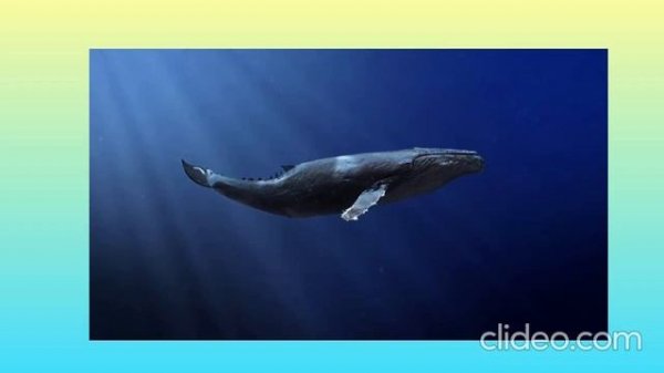 КВИЗ ДА или НЕТ / Quiz YES or NO