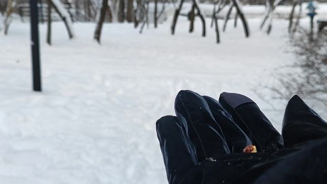 Синички. Смелые синицы. Кормим птичек. Синицы едят с рук. Января 2026 смотреть онлайн