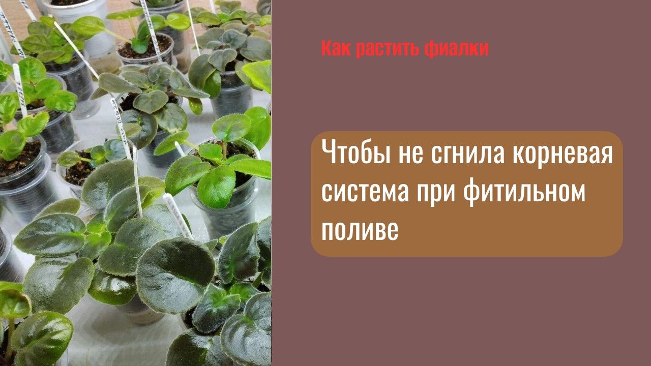В какую плошку сажать детку фиалки на фитильный полив смотреть онлайн