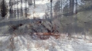 Охота Тыва_ноябрь 2022