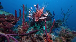 Дайвинг на Кубе. 2025