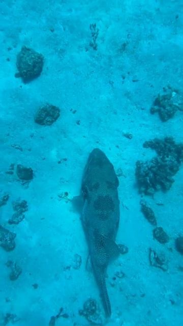 Дайвинг на острове Расду Мальдивы ноябрь 2025 смотреть онлайн