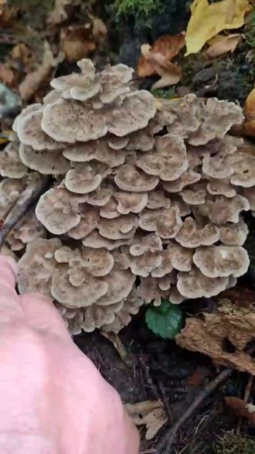 Грифола курчавая (лат. Grifola frondosa), гриб-баран — съедобный гриб смотреть онлайн