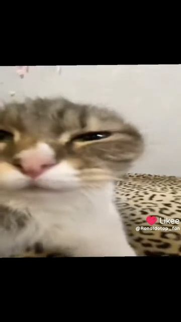 котики смотреть онлайн