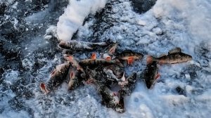 Ледостав на Онего, пришли морозы! Первая рыбалка, ловим окуня