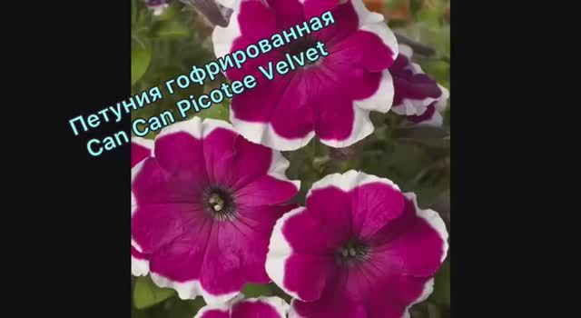 Петуния гофрированная Can Can Picotee Velvet посеяла 10.01.2026 смотреть онлайн