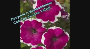 Петуния гофрированная Can Can Picotee Velvet посеяла 10.01.2026