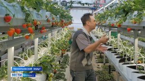Фермер из Прокопьевского округа круглый год выращивает клубнику