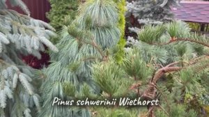 Pinus schwerinii 'Wiethorst