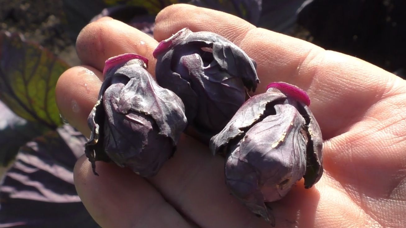 Опыт выращивания брюссельской капусты смотреть онлайн