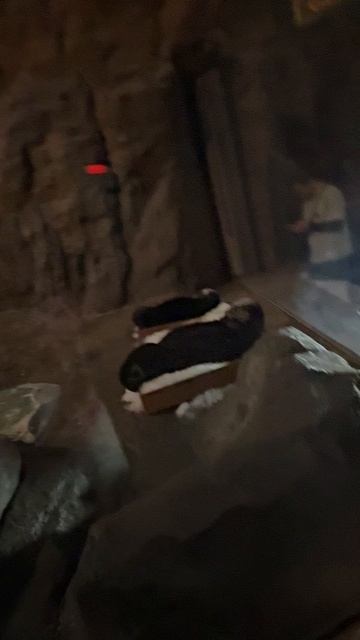 Like Masha в Seaworld Абу Даби!#лайкмаша #машалайк #абудаби #путешествия Like Masha в Seaworld Абу Даби!#лайкмаша #машалайк #абудаби #путешествия