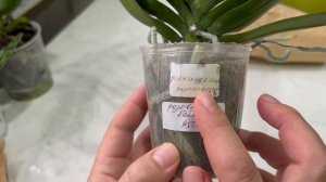 Чекупила в Москве. Привезла в чемодане кучу орхидей