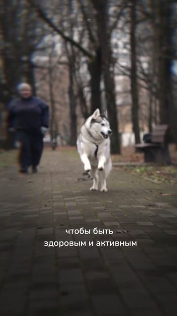 Встречайте Нельсона — благородного Кусерога! смотреть онлайн