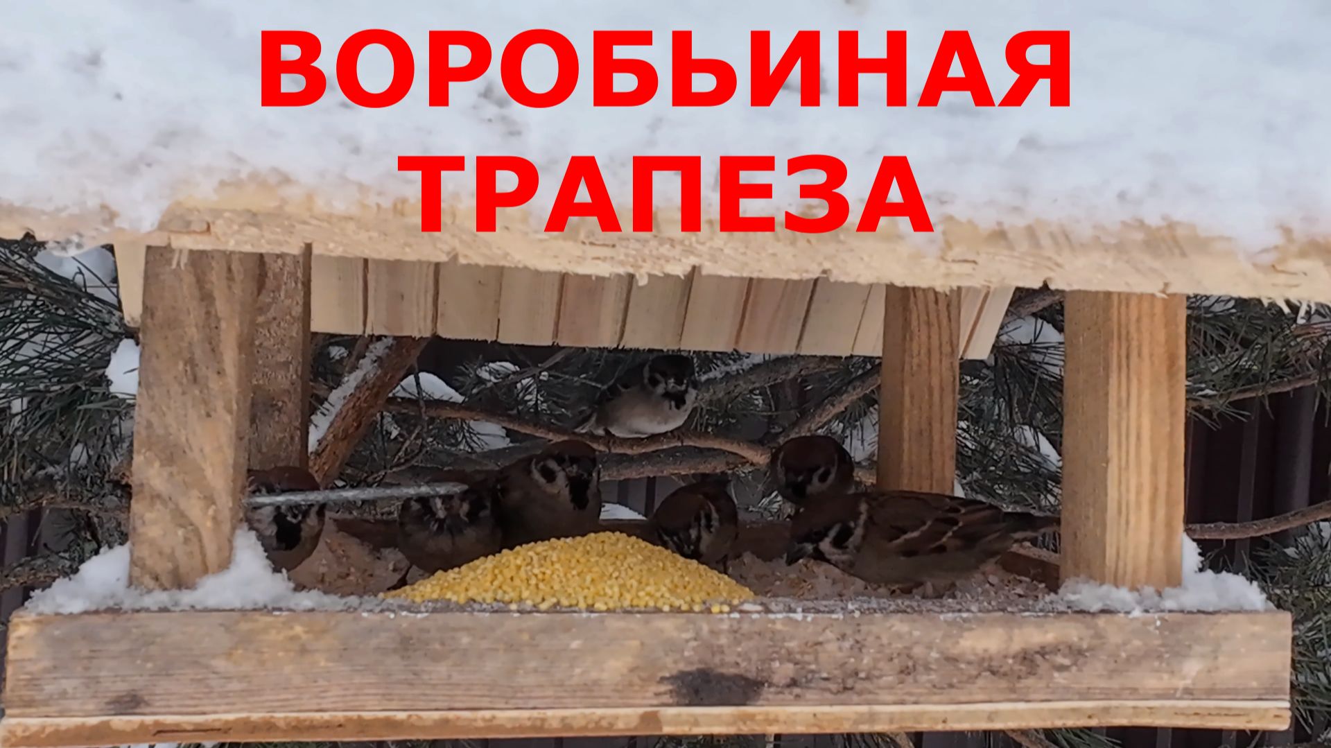 ПТИЦЫ СМОТРЕТЬ БЕСПЛАТНО