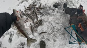 БЕРШ ЗИМОЙ на БЛЕСНУ