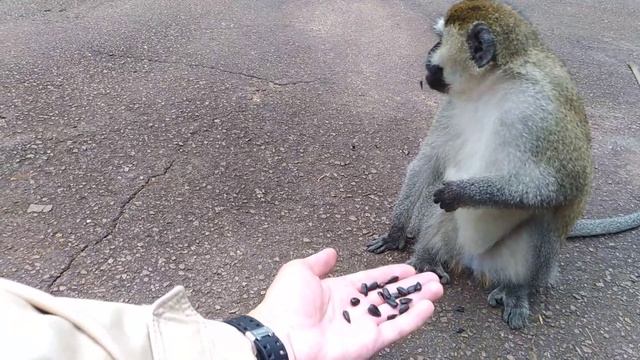 Uganda смотреть онлайн
