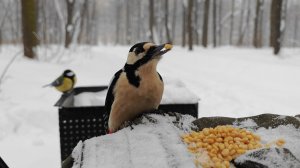 Дятел прилетел перекусить