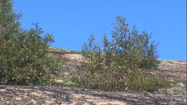 ©  "Лодейный.  Бегущий заяц"  2004 г