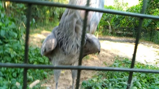 Uganda Zoo смотреть онлайн
