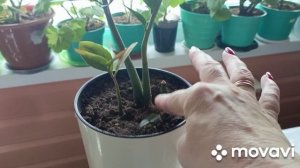 10 января чесночная подкормка.Покупки с Вайлдберриз и Озон