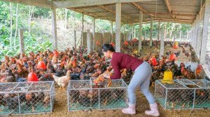 Купила более 100 цыплят и много яиц на птицефабрике. Везу их продавать на местный рынок. Фуонг